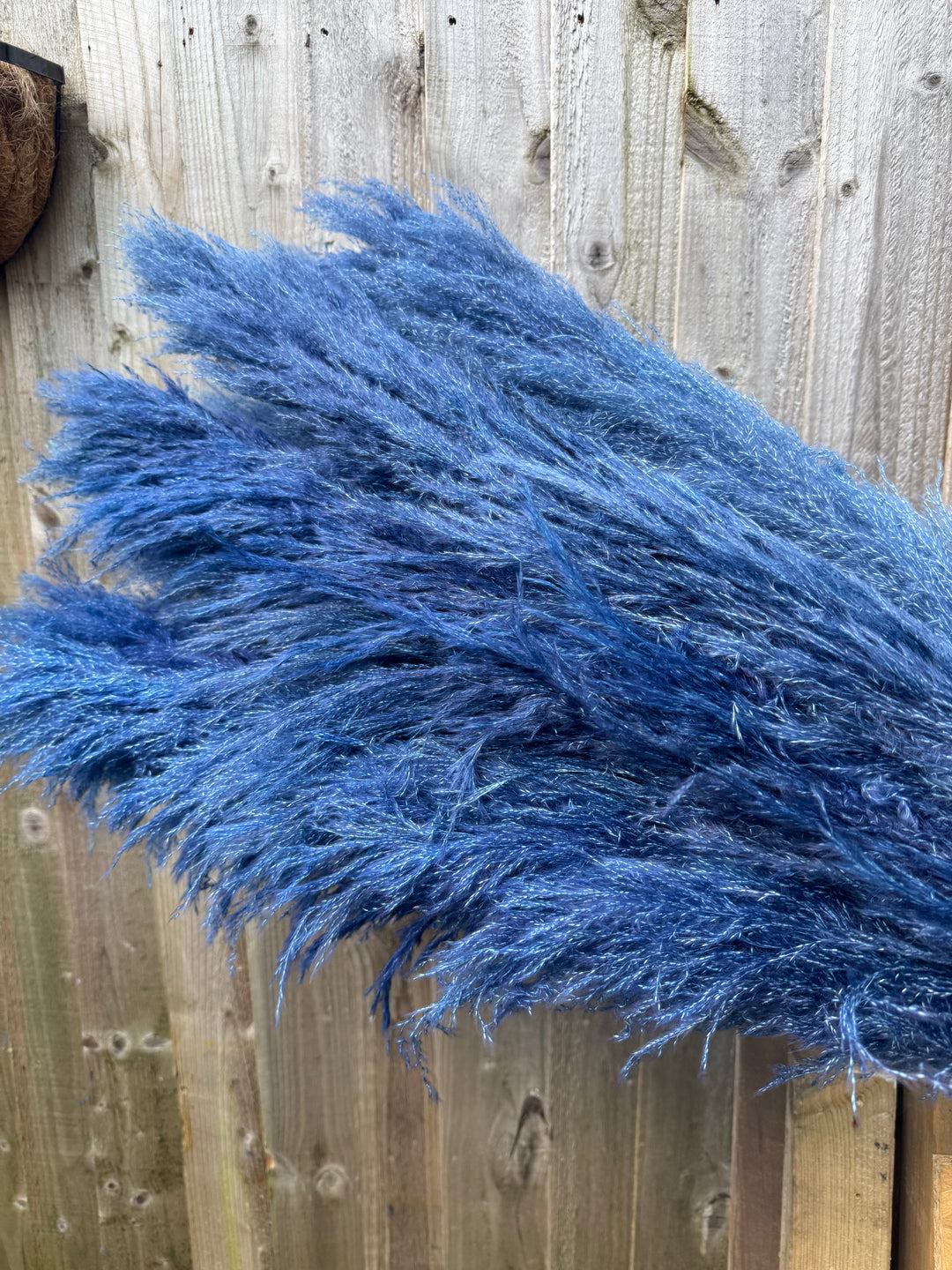 Blue Pampas Grass - Pampas Tallo