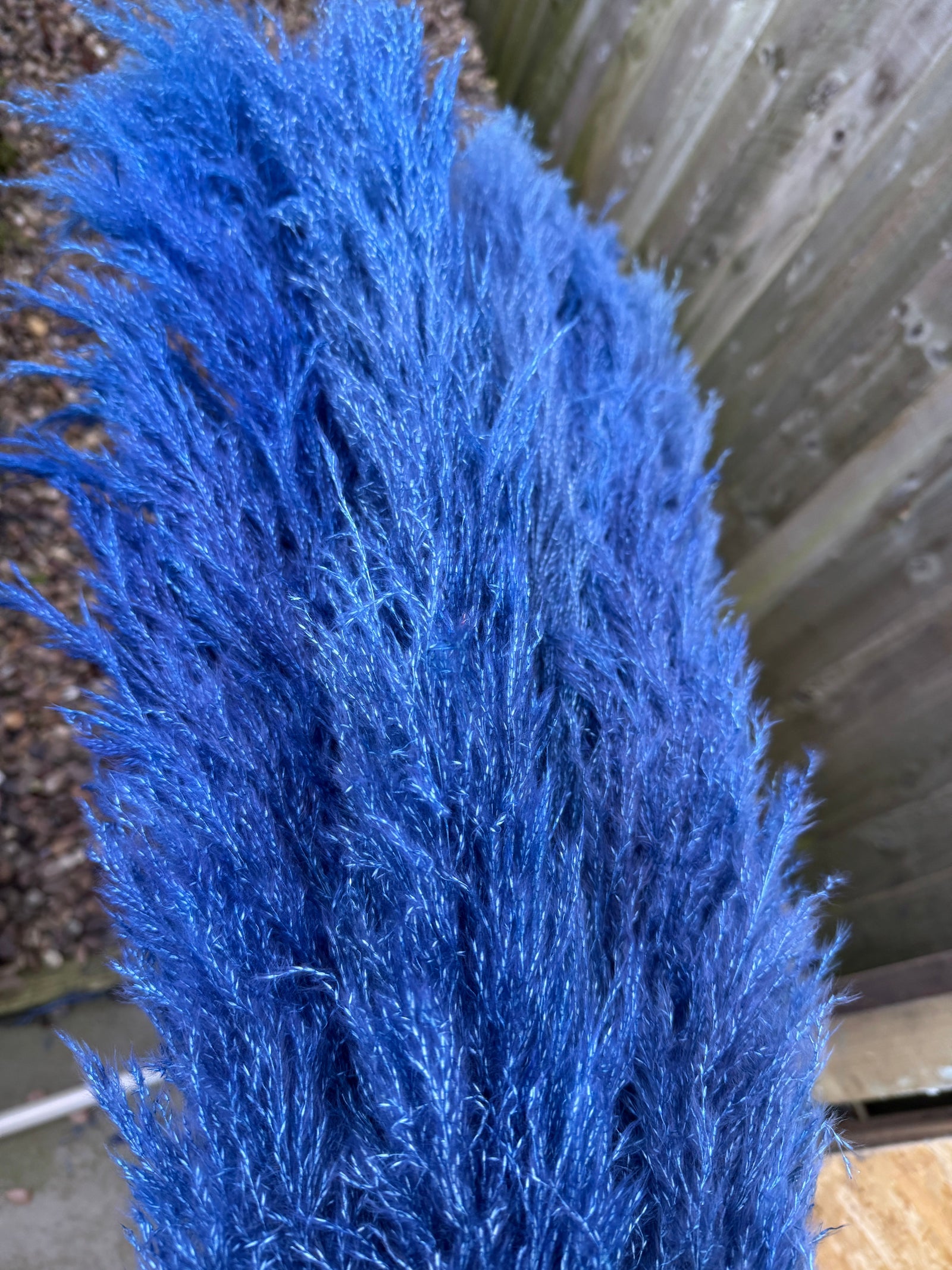 Blue Pampas Grass - Pampas Tallo