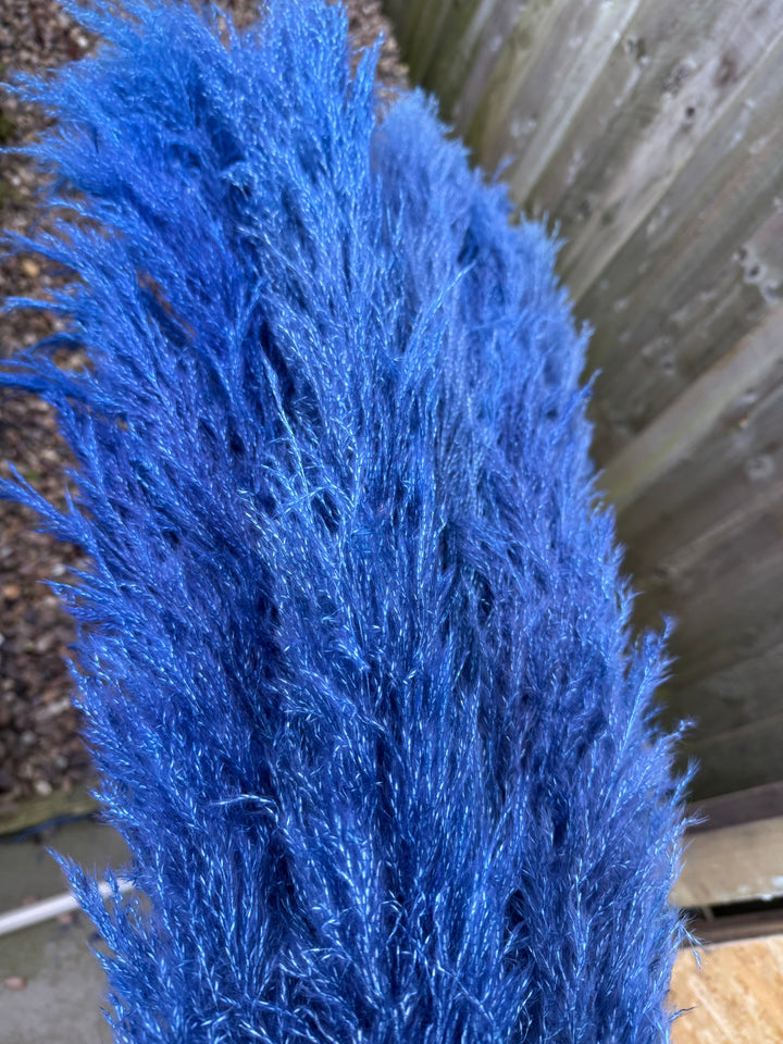 Blue Pampas Grass - Pampas Tallo