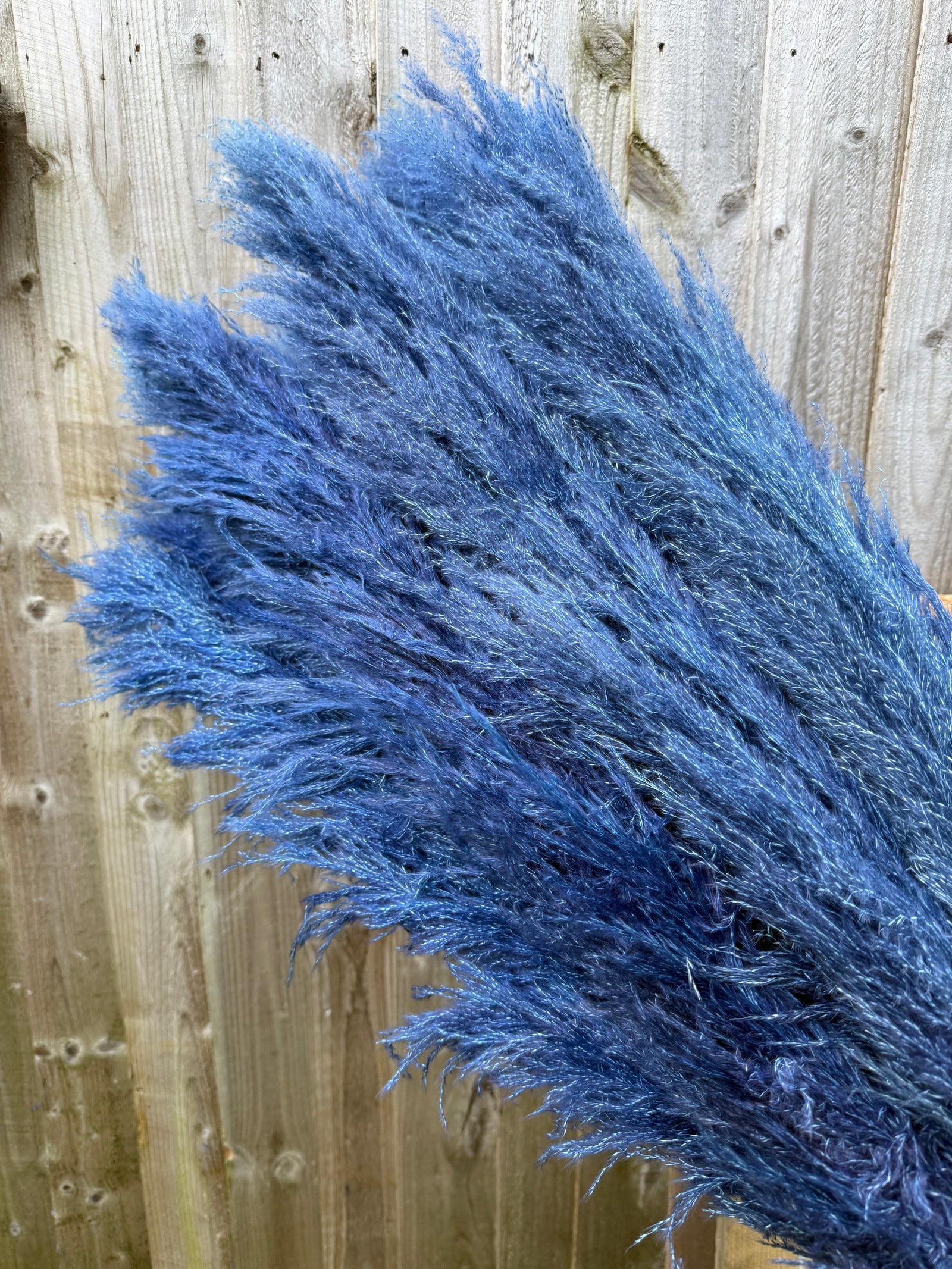 Blue Pampas Grass - Pampas Tallo