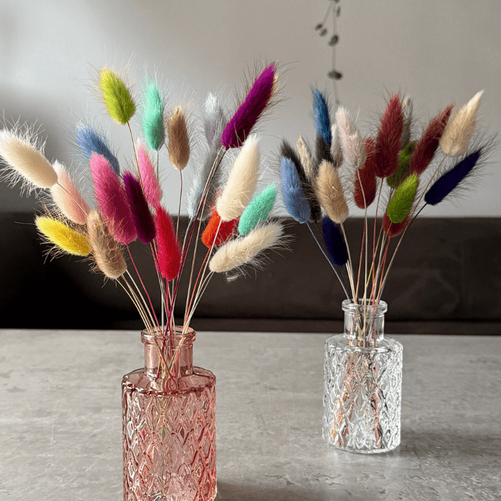Bunny Tail Dried Flowers 20 Stems - Pampas Tallo