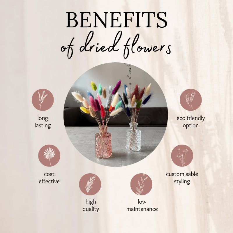 Bunny Tail Dried Flowers 20 Stems - Pampas Tallo