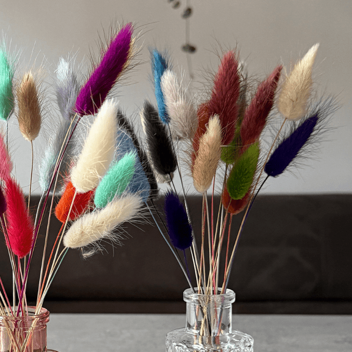 Bunny Tail Dried Flowers 20 Stems - Pampas Tallo