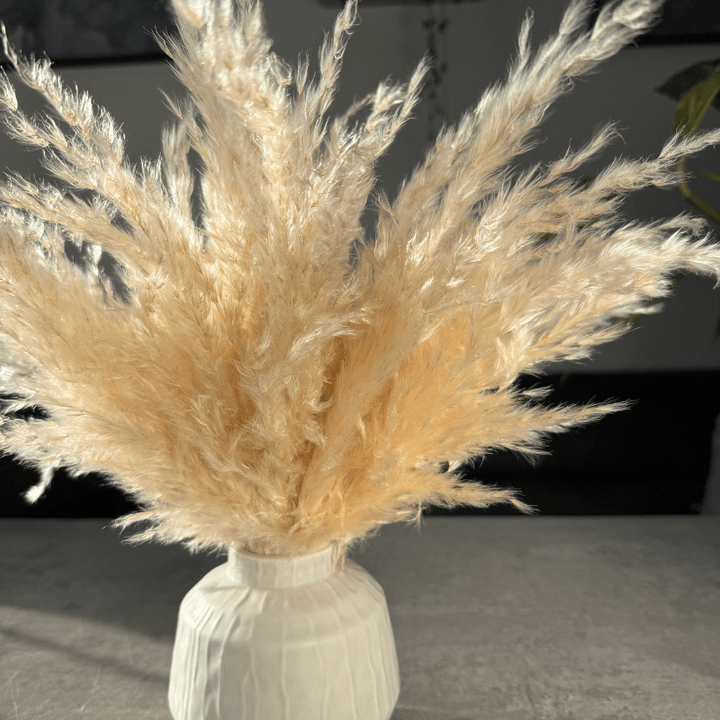 Eadie Dried Flower Arrangement In Fluffy Cream Pampas Grass - Pampas Tallo