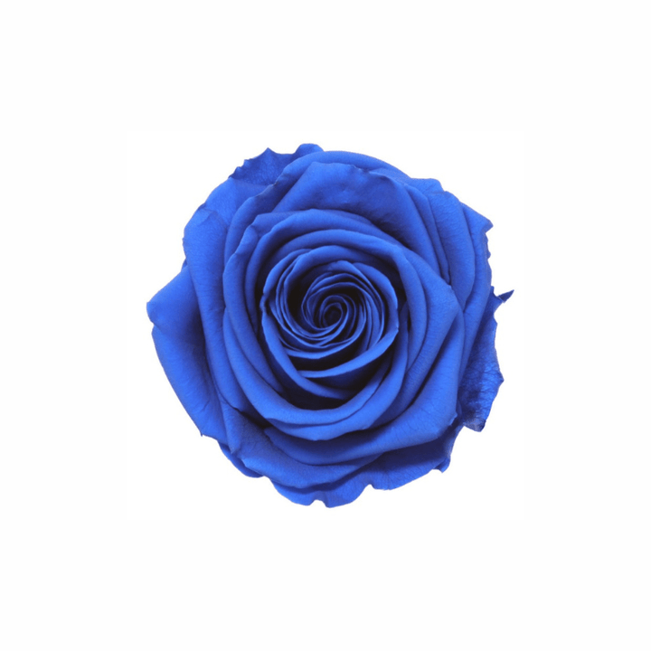 Extra Large Preserved Dried Rose Collection - Pampas Tallo