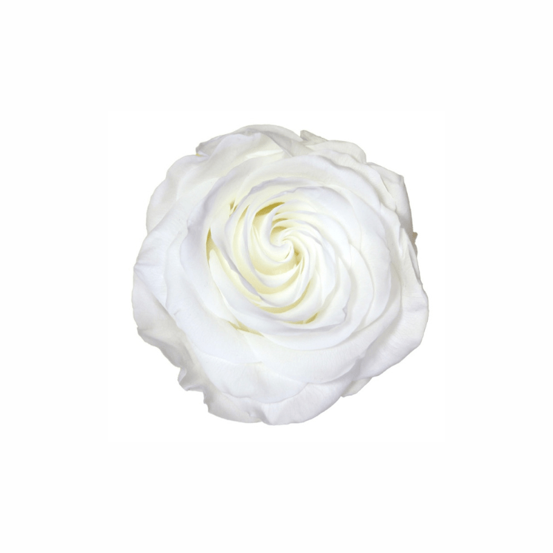 Extra Large Preserved Dried Rose Collection - Pampas Tallo