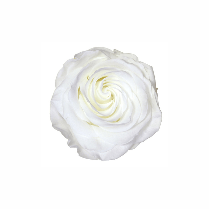 Extra Large Preserved Dried Rose Collection - Pampas Tallo