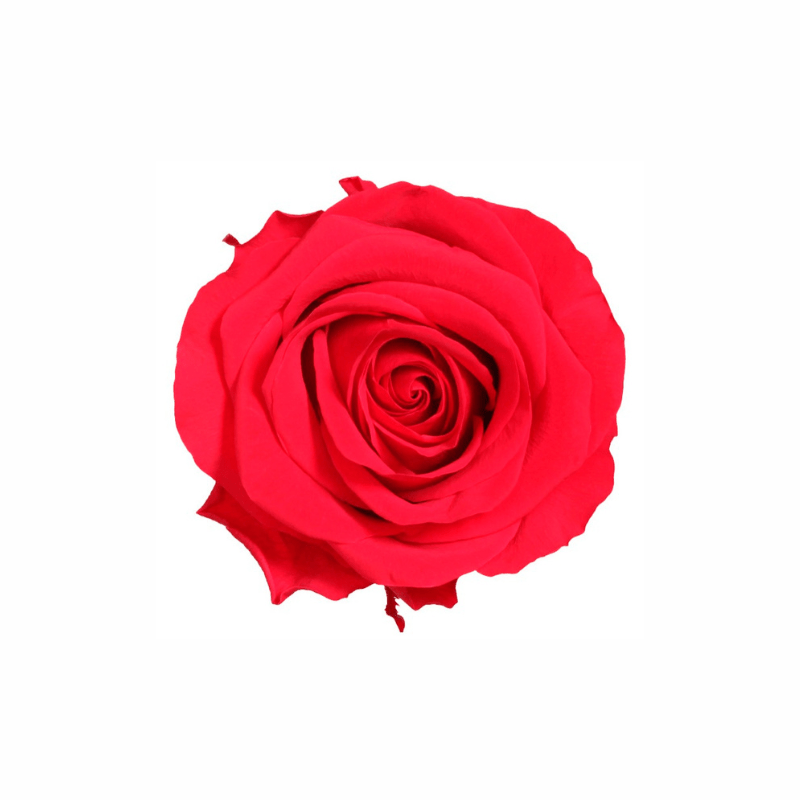 Extra Large Preserved Dried Rose Collection - Pampas Tallo