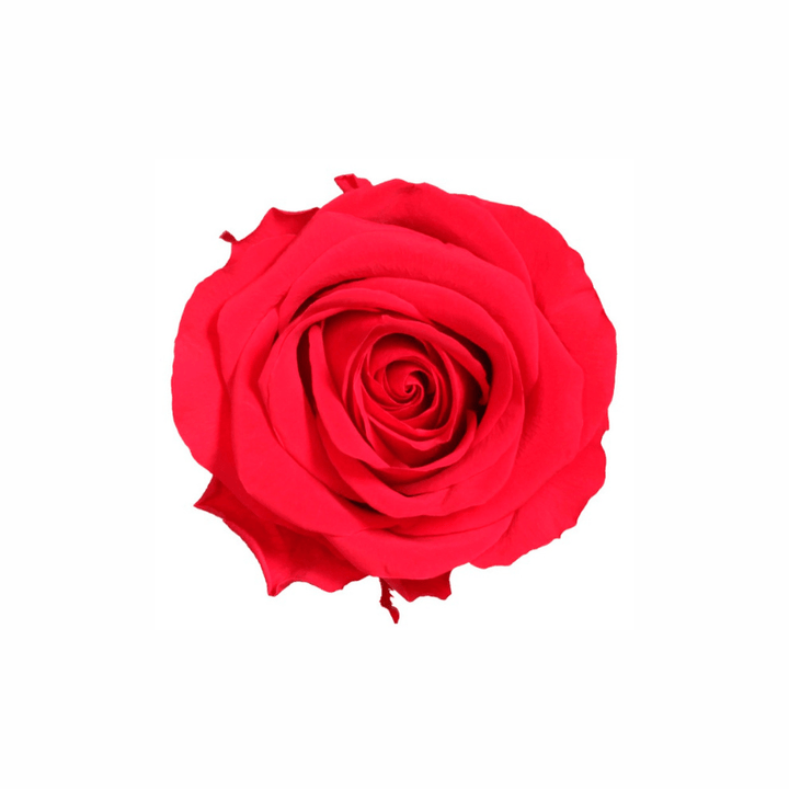 Extra Large Preserved Dried Rose Collection - Pampas Tallo