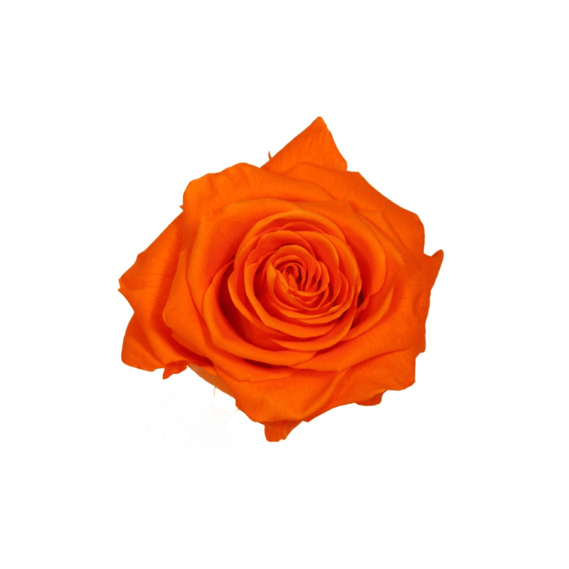 Extra Large Preserved Dried Rose Collection - Pampas Tallo