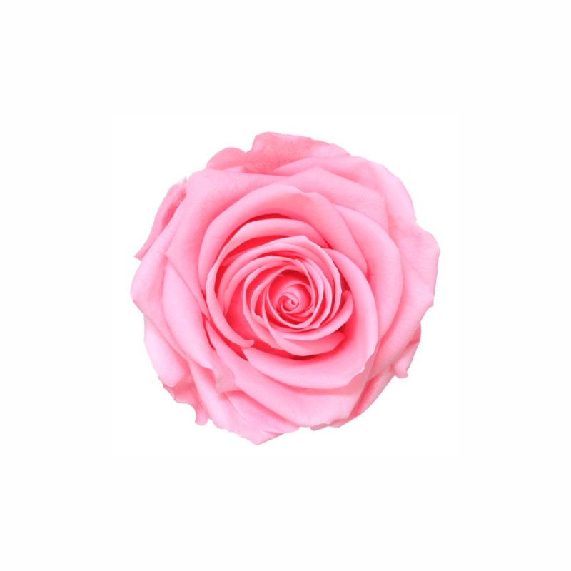 Extra Large Preserved Dried Rose Collection - Pampas Tallo