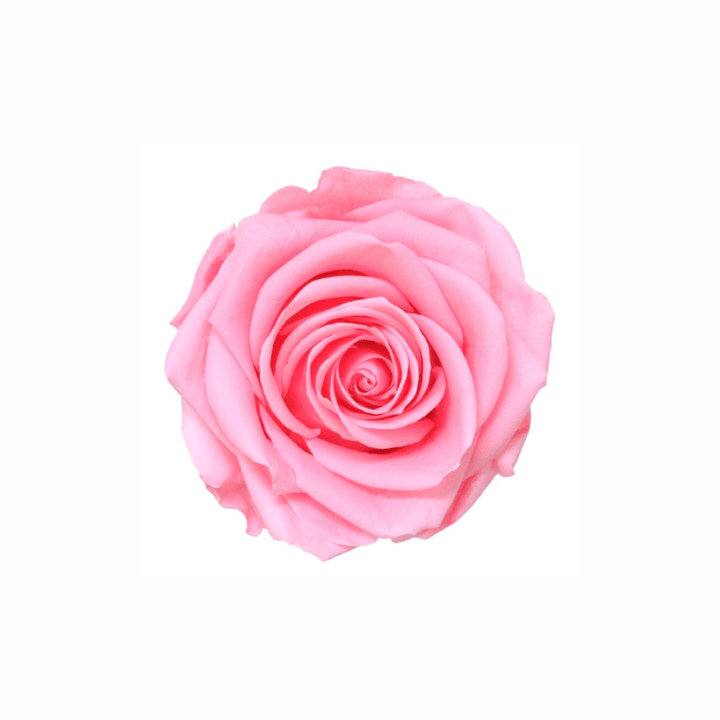 Extra Large Preserved Dried Rose Collection - Pampas Tallo