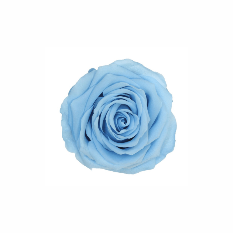 Extra Large Preserved Dried Rose Collection - Pampas Tallo