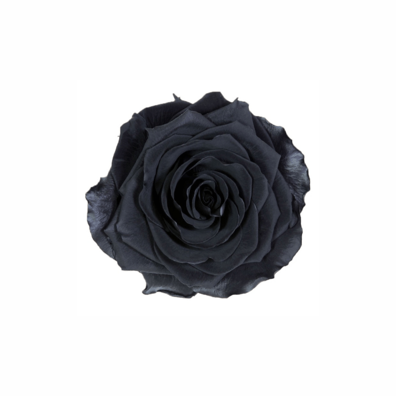 Extra Large Preserved Dried Rose Collection - Pampas Tallo