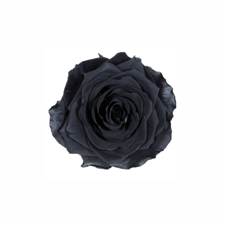 Extra Large Preserved Dried Rose Collection - Pampas Tallo