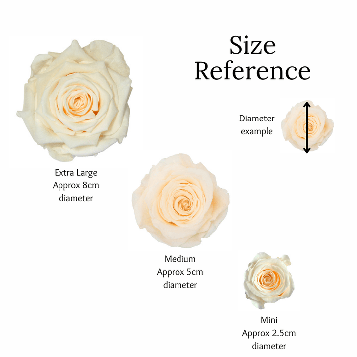 Extra Large Preserved Dried Rose Collection - Pampas Tallo