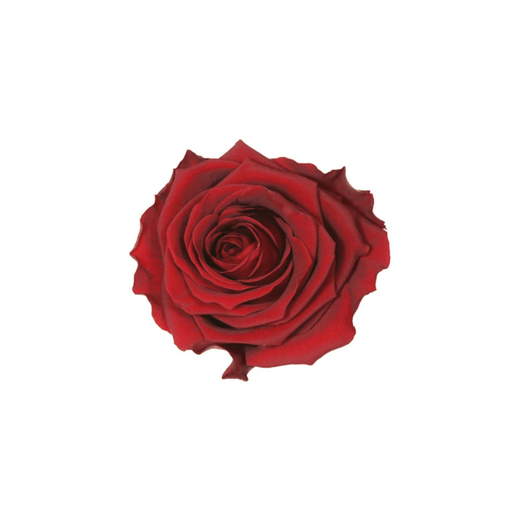 Extra Large Preserved Dried Rose Collection - Pampas Tallo