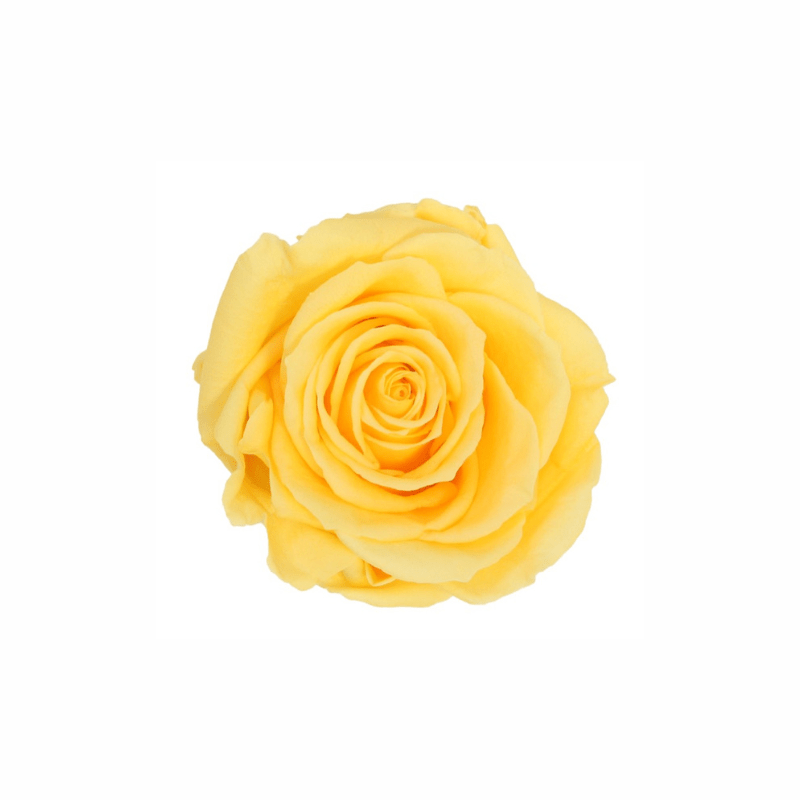 Extra Large Preserved Dried Rose Collection - Pampas Tallo