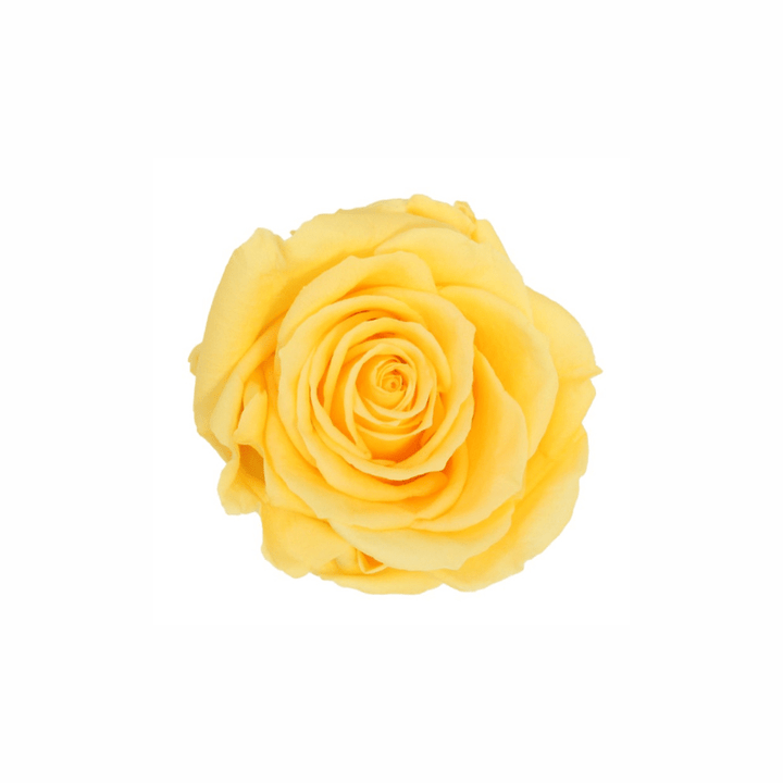 Extra Large Preserved Dried Rose Collection - Pampas Tallo