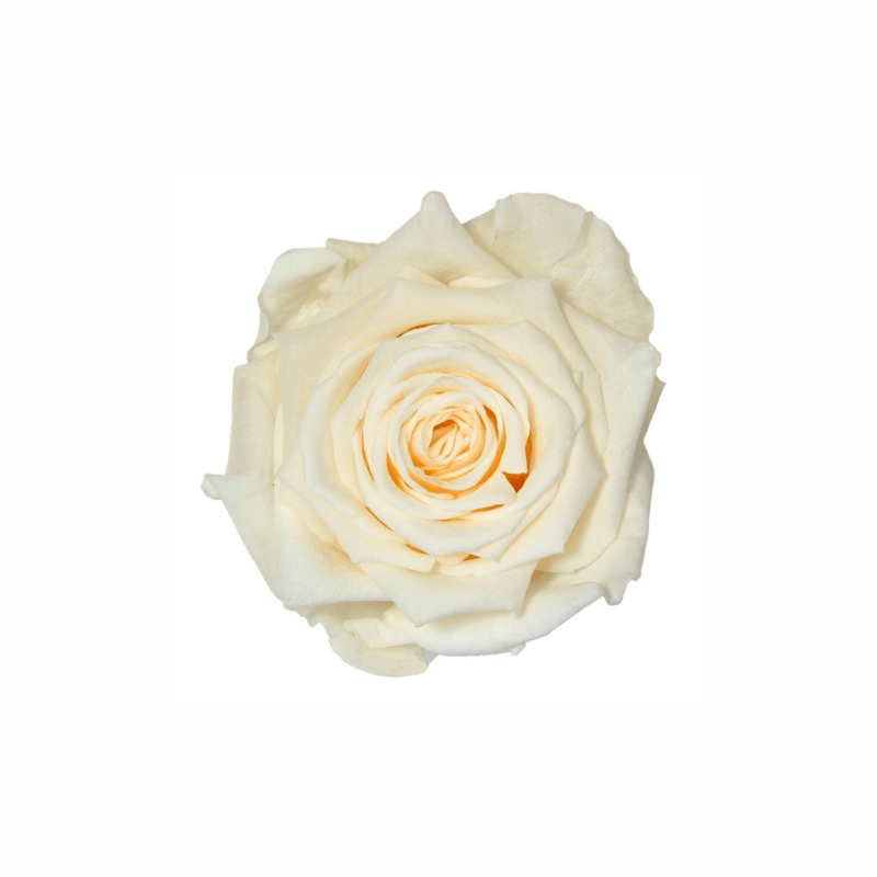 Extra Large Preserved Dried Rose Collection - Pampas Tallo