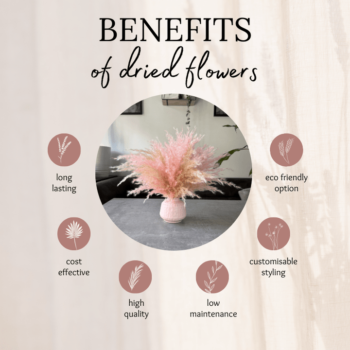 Florence Dried Flower Arrangement In Fluffy Cream & Pink Pampas Grass - Pampas Tallo