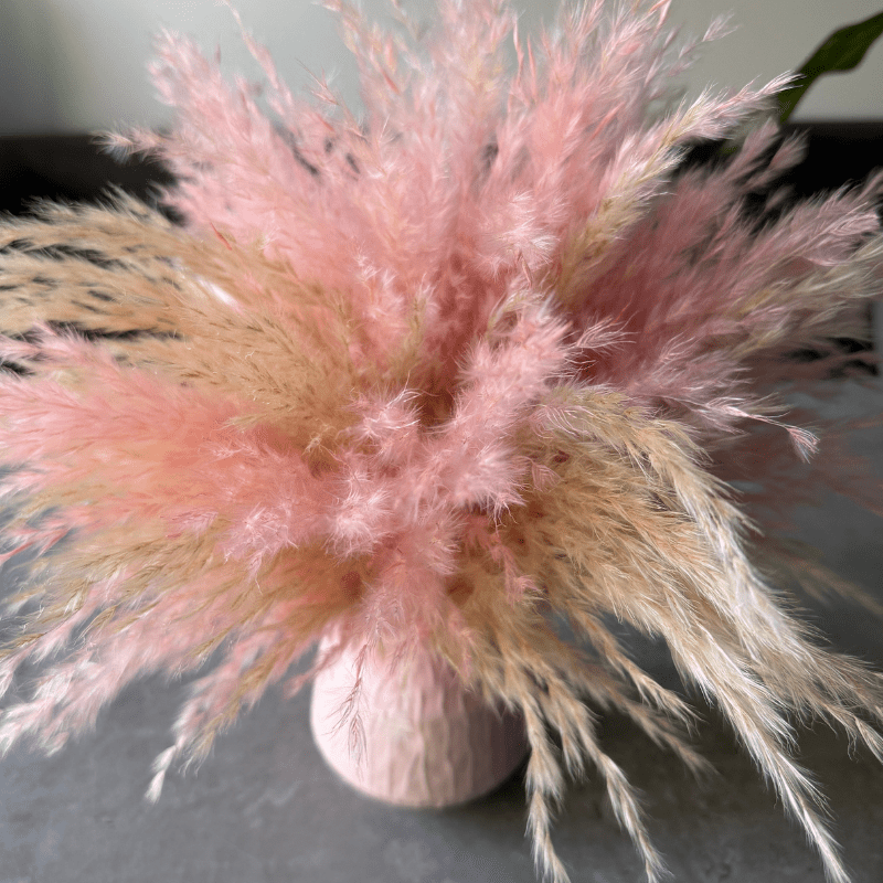 Florence Dried Flower Arrangement In Fluffy Cream & Pink Pampas Grass - Pampas Tallo
