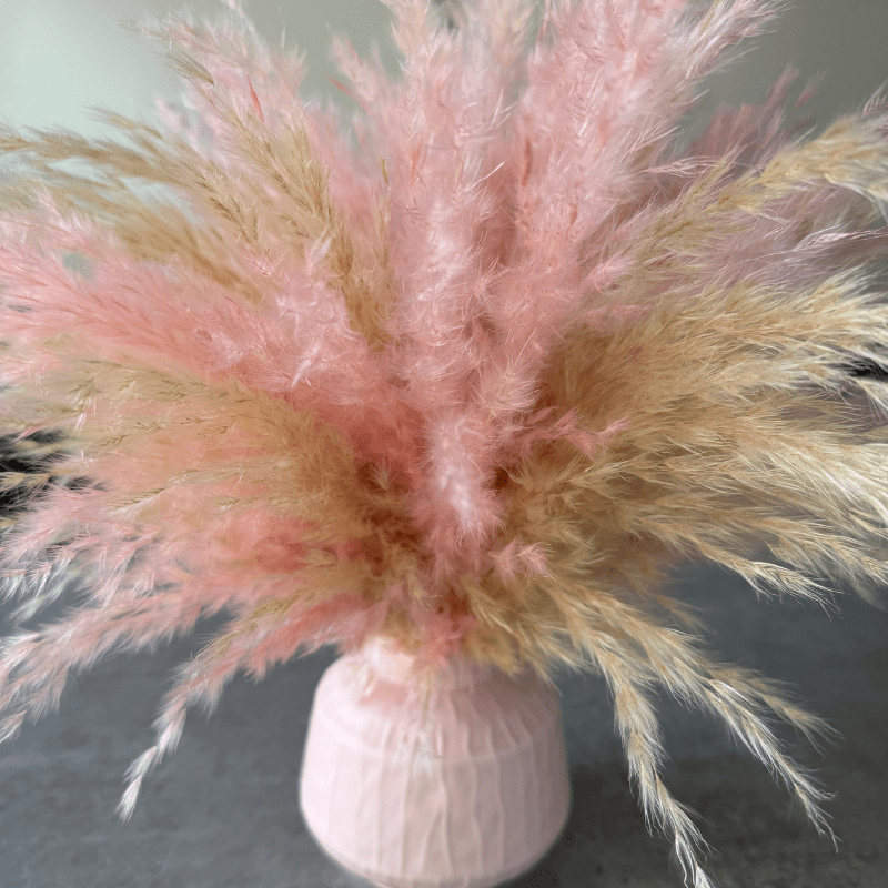 Florence Dried Flower Arrangement In Fluffy Cream & Pink Pampas Grass - Pampas Tallo