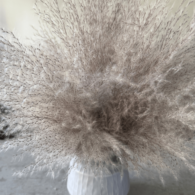Margo Dried Flower Arrangement In Fluffy Grey Pampas Grass - Pampas Tallo