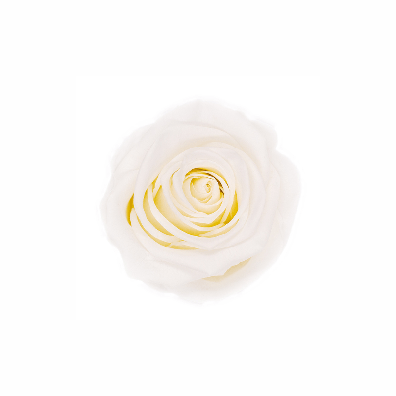 Medium Preserved Dried Rose Collection - Pampas Tallo