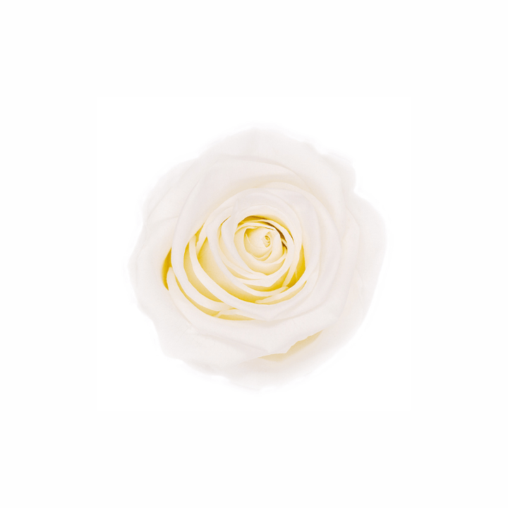 Medium Preserved Dried Rose Collection - Pampas Tallo