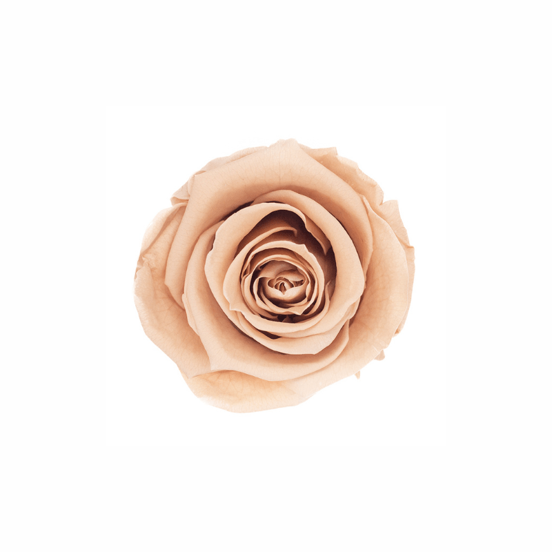 Medium Preserved Dried Rose Collection - Pampas Tallo