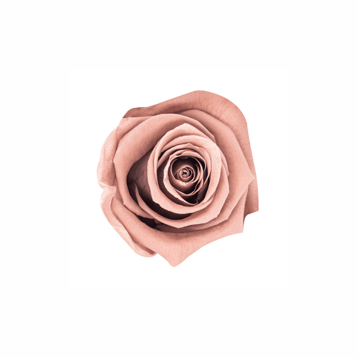 Medium Preserved Dried Rose Collection - Pampas Tallo