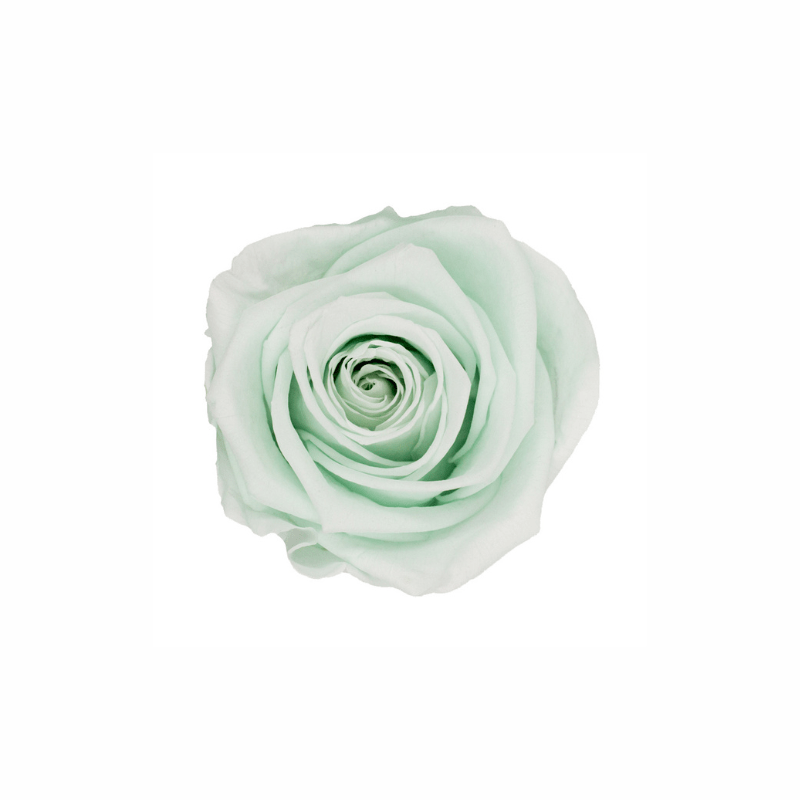 Medium Preserved Dried Rose Collection - Pampas Tallo