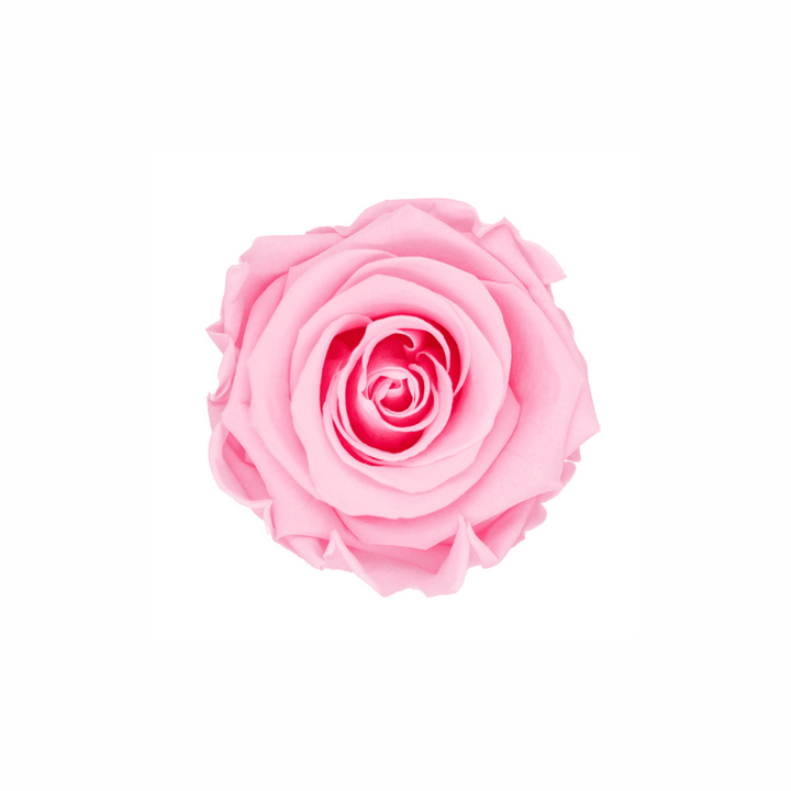 Medium Preserved Dried Rose Collection - Pampas Tallo