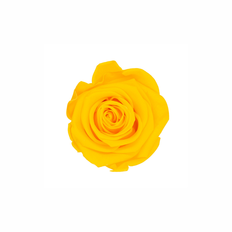 Medium Preserved Dried Rose Collection - Pampas Tallo