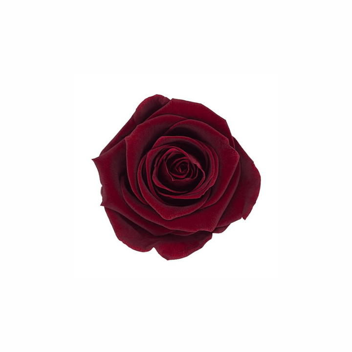 Medium Preserved Dried Rose Collection - Pampas Tallo
