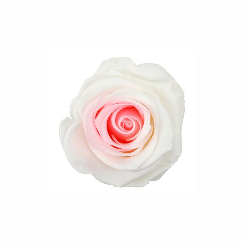 Medium Preserved Dried Rose Collection - Pampas Tallo