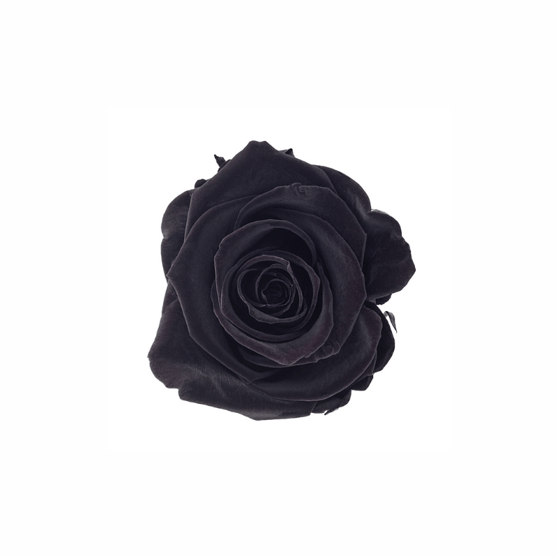 Medium Preserved Dried Rose Collection - Pampas Tallo