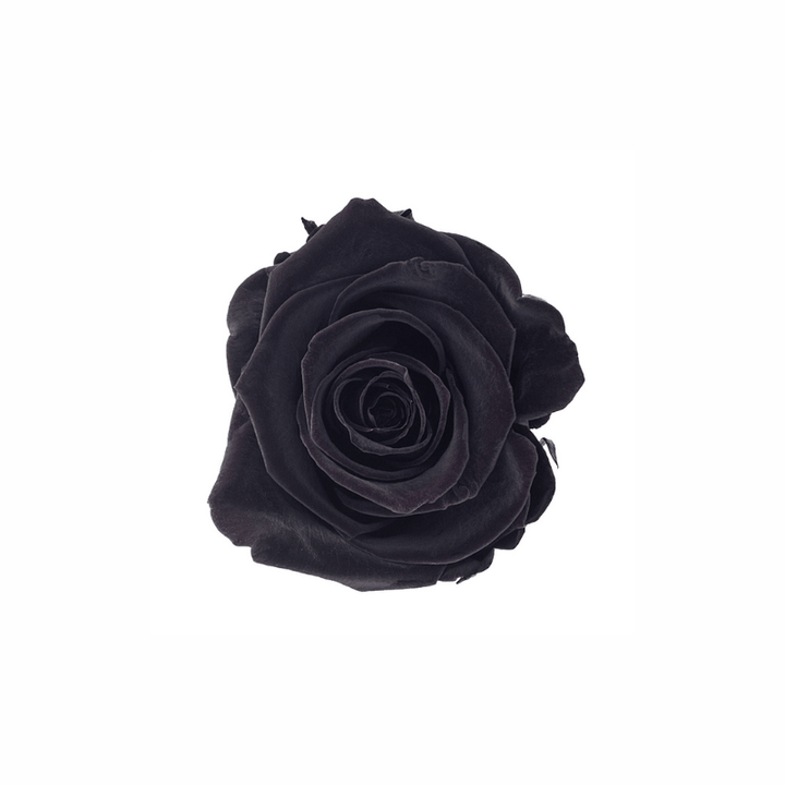 Medium Preserved Dried Rose Collection - Pampas Tallo