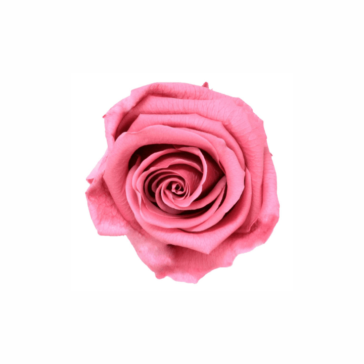 Medium Preserved Dried Rose Collection - Pampas Tallo