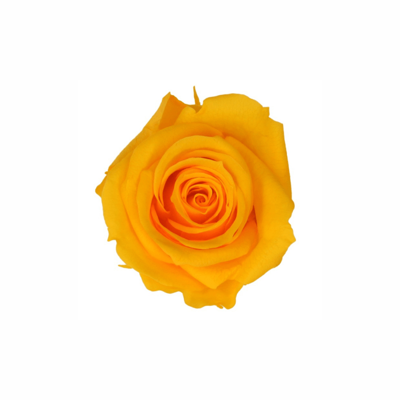 Medium Preserved Dried Rose Collection - Pampas Tallo