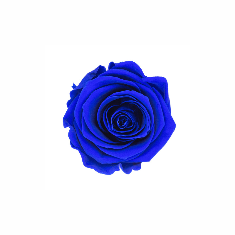 Medium Preserved Dried Rose Collection - Pampas Tallo