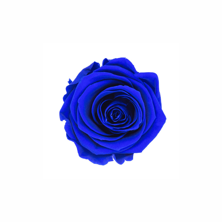 Medium Preserved Dried Rose Collection - Pampas Tallo