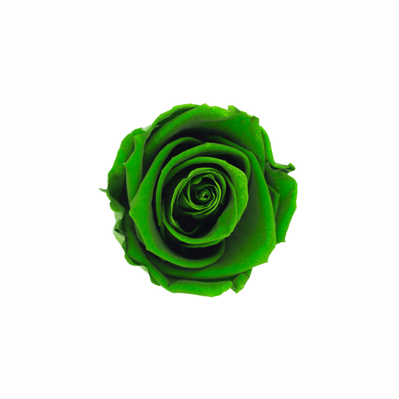 Medium Preserved Dried Rose Collection - Pampas Tallo