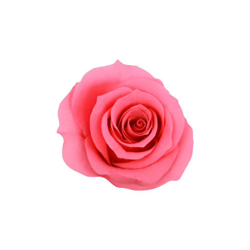 Mini Preserved Dried Rose Collection - Pampas Tallo