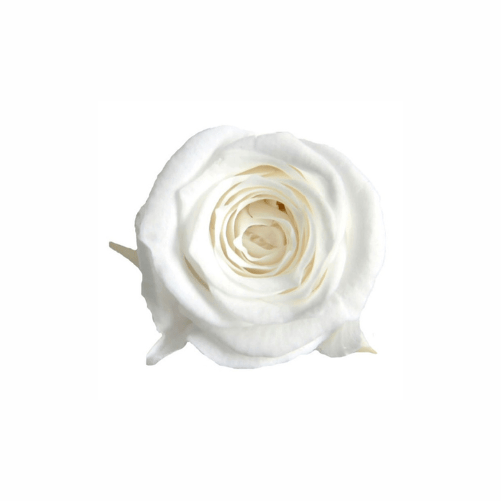 Mini Preserved Dried Rose Collection - Pampas Tallo