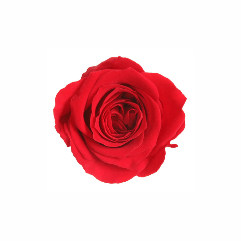 Mini Preserved Dried Rose Collection - Pampas Tallo