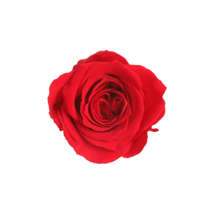 Mini Preserved Dried Rose Collection - Pampas Tallo