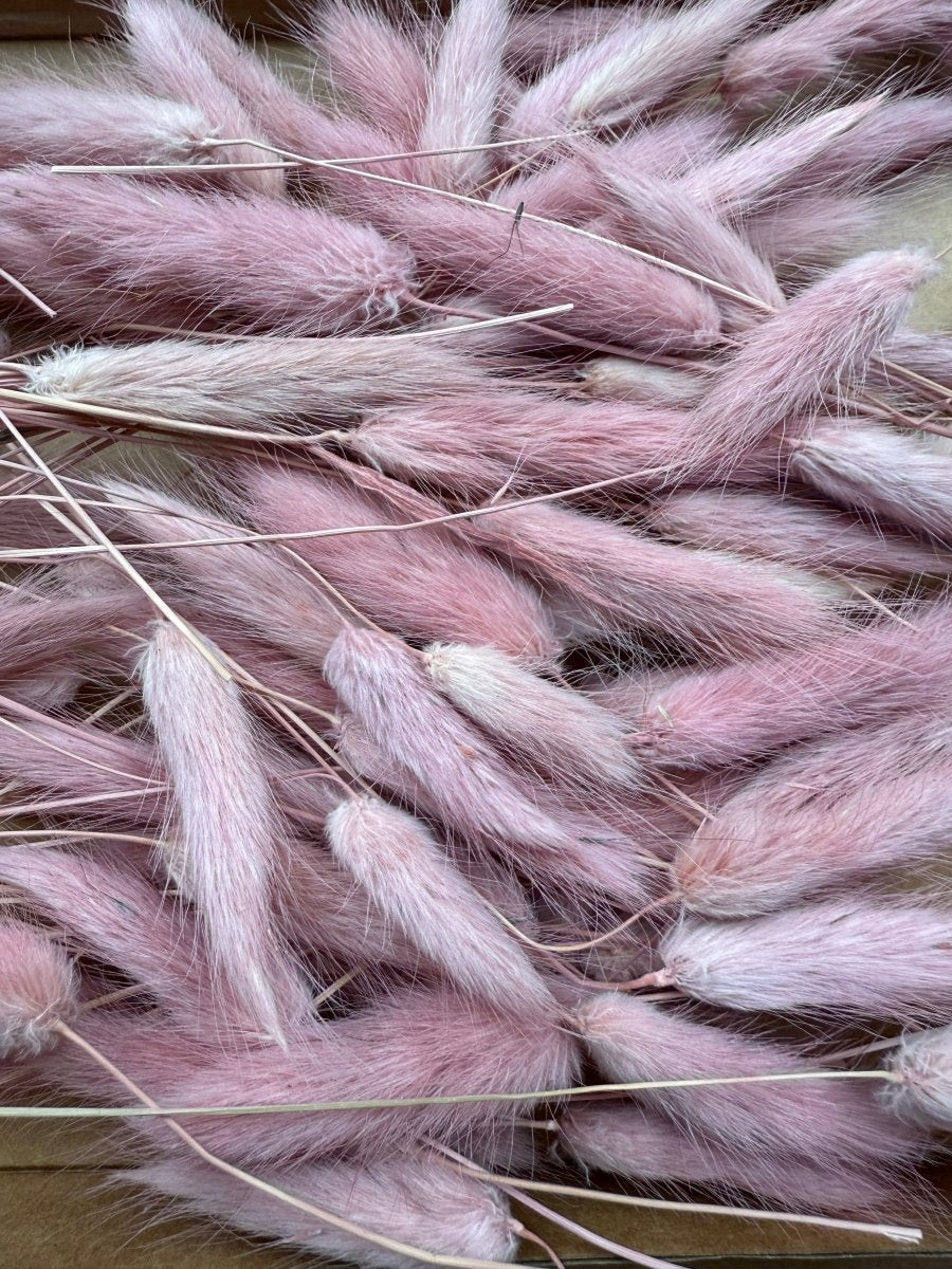 Offcut Dried Flowers - Pampas Tallo