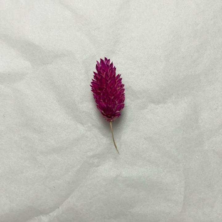 Offcut Dried Flowers - Pampas Tallo